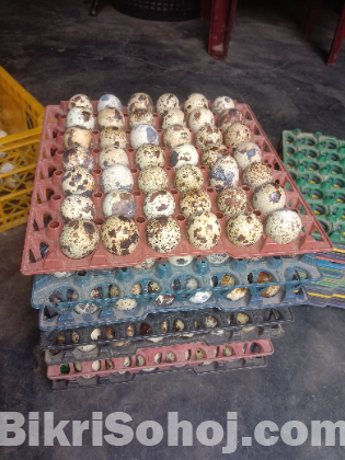 কোয়েল পাখির ডিম